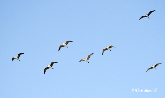 seagulls550.jpg